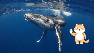 Balinaların SHIB Merakı Yükseliyor